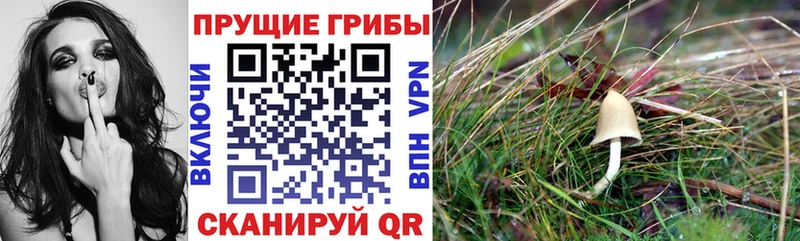 Псилоцибиновые грибы Magic Shrooms  дарнет шоп  Алейск 
